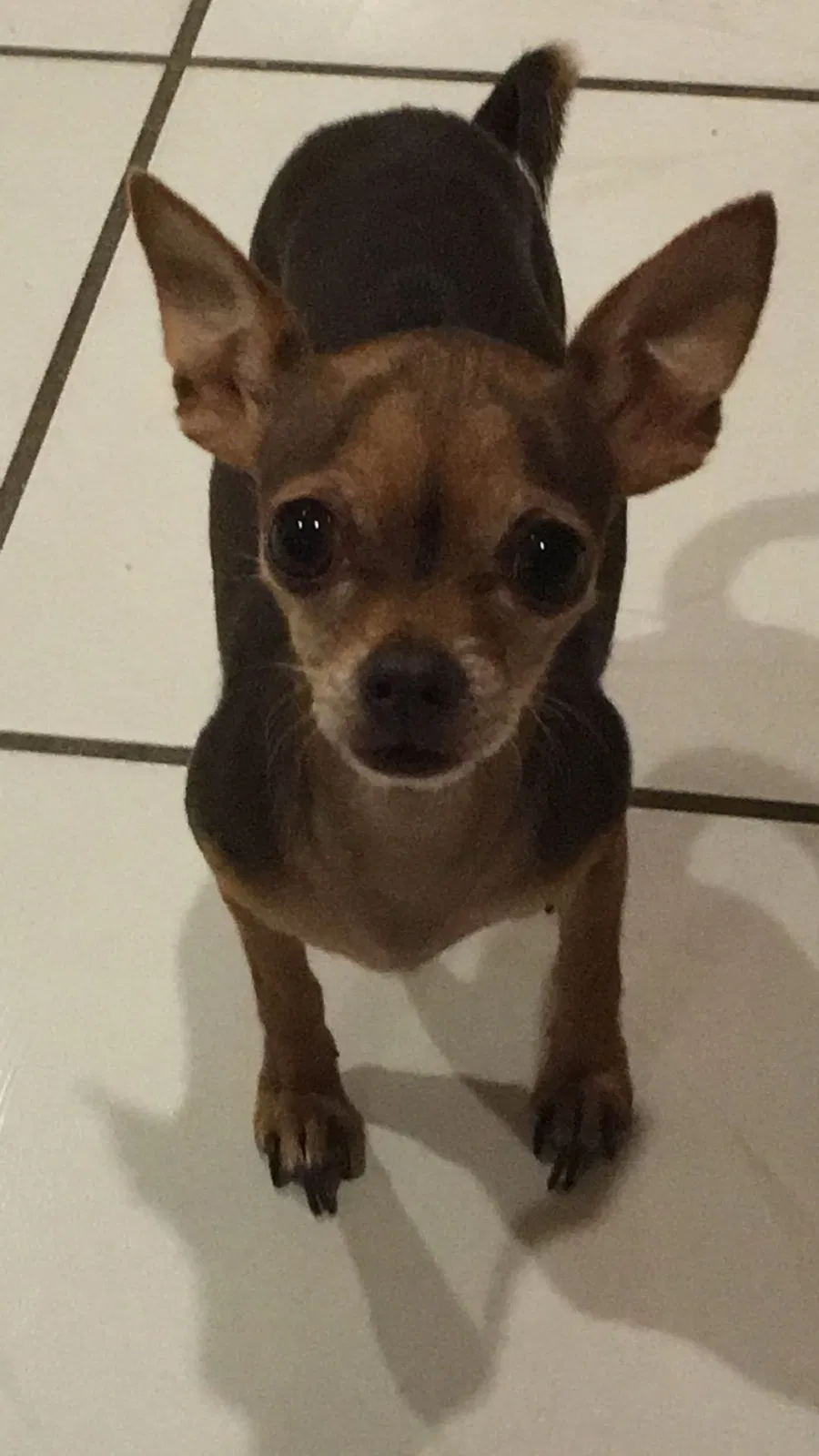 Lost dog in Hollywood, FL, 33024