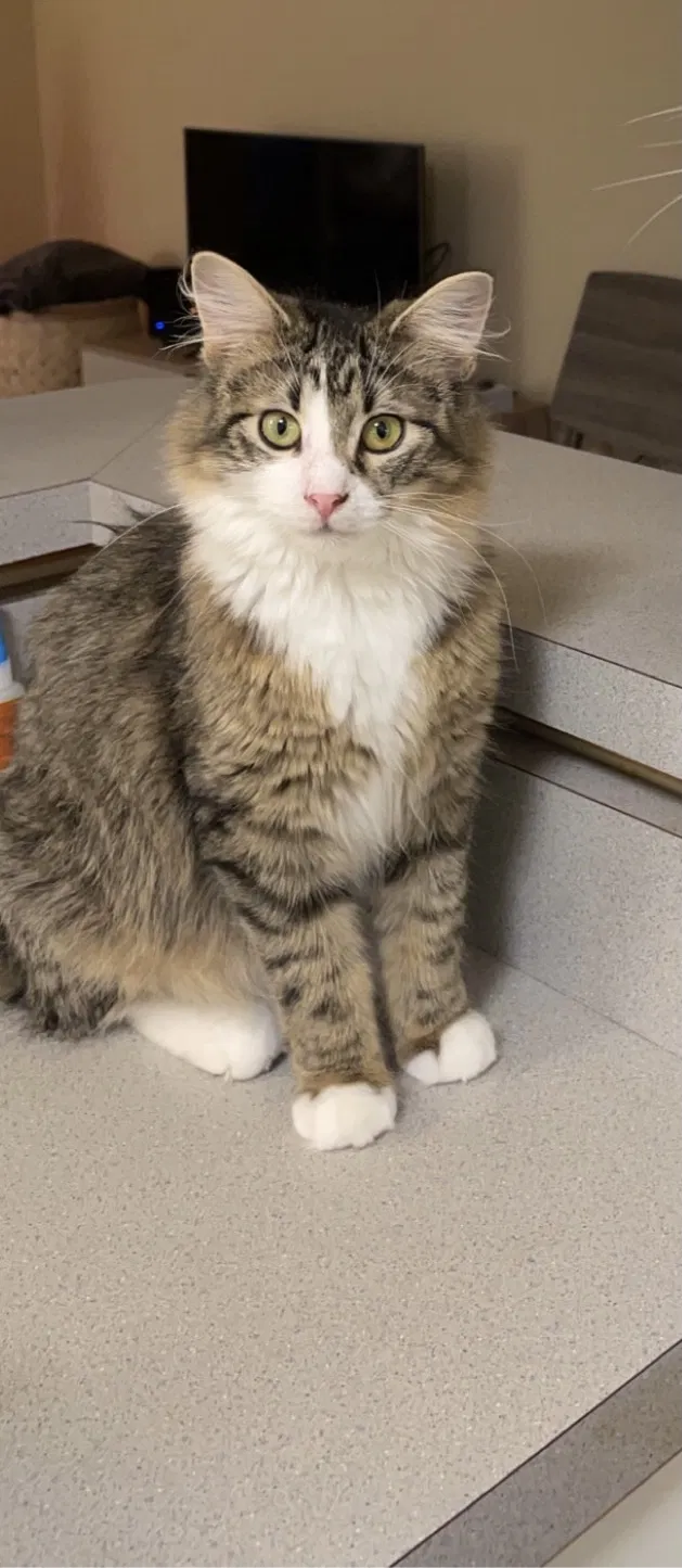 Lost cat in Cross Plains, WI, 53528