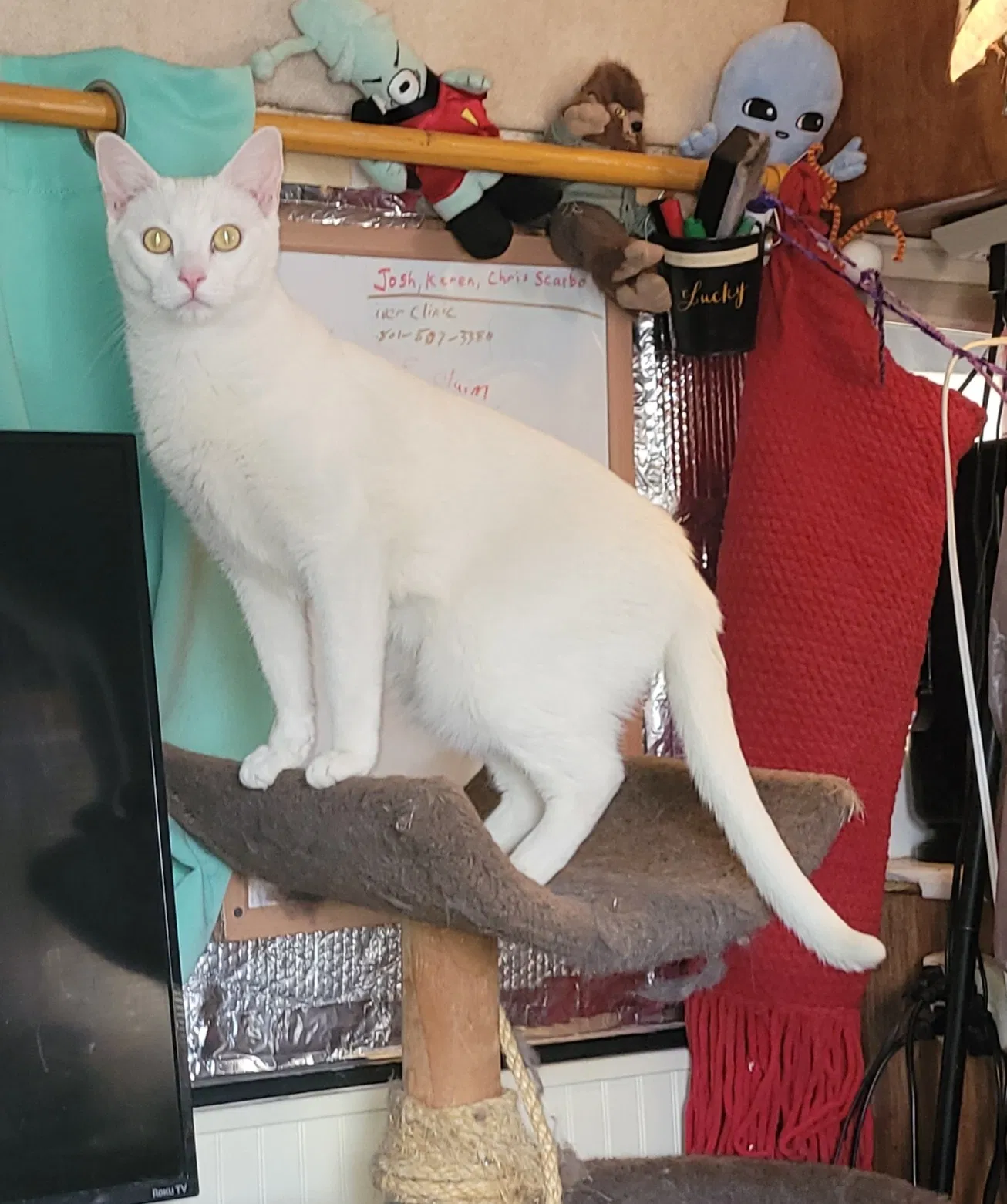 Lost cat in Las Vegas, NV, 89121