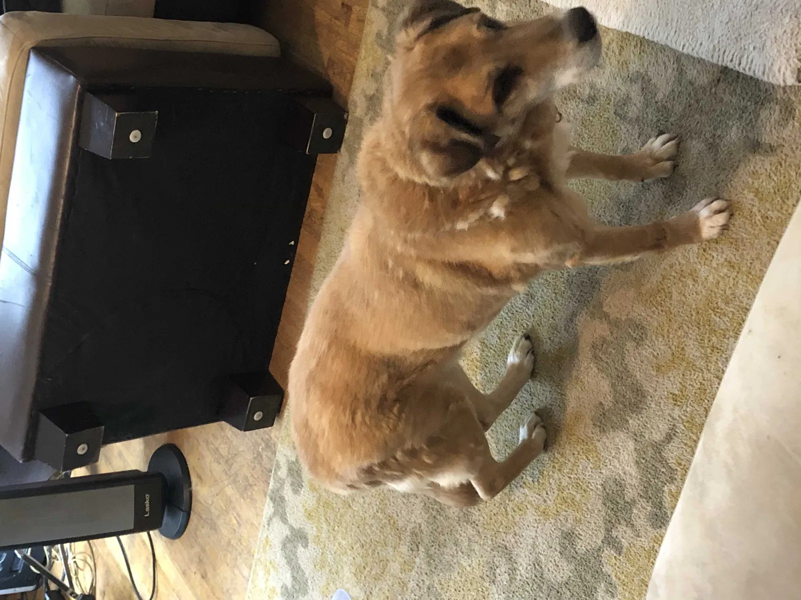 Lost dog in Tacoma, WA, 98404