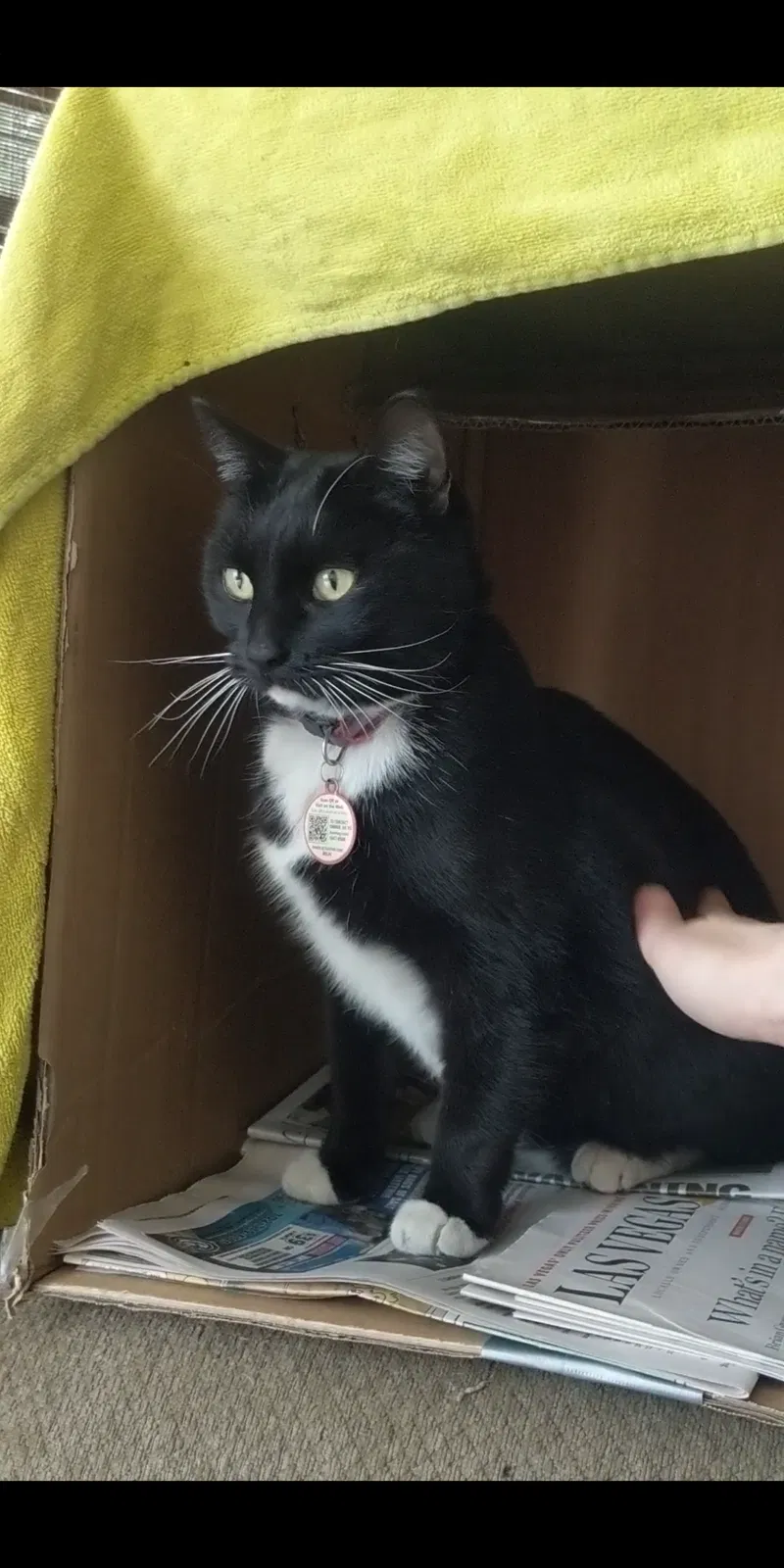 Lost cat in Henderson, NV, 89074