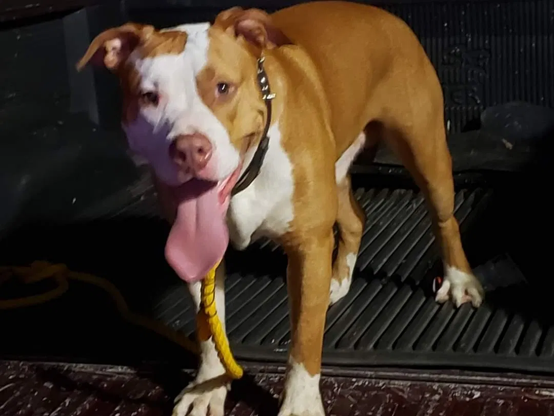 Lost dog in Tulsa, OK, 74129