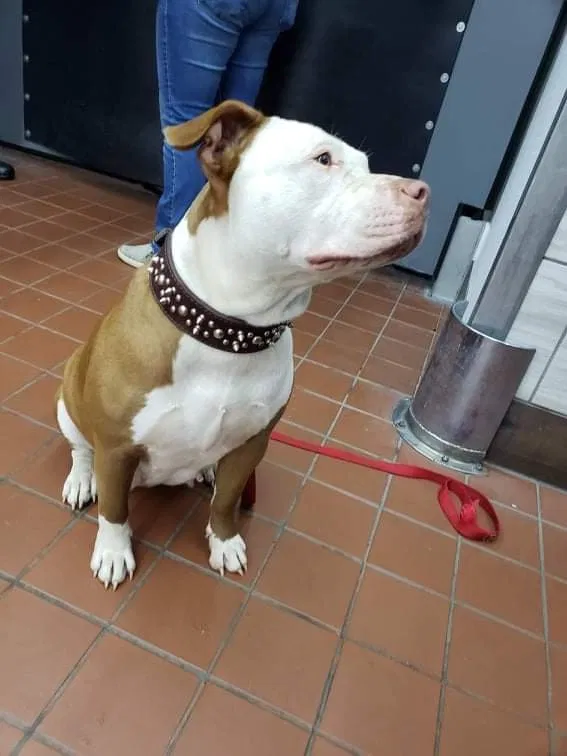 Lost dog in Tulsa, OK, 74129