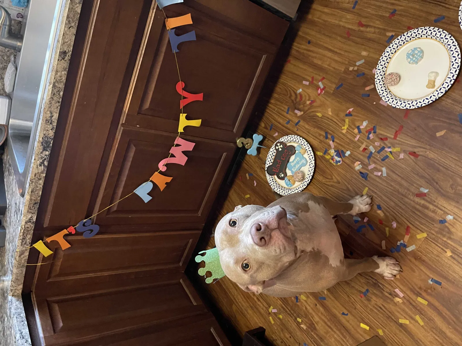 Lost dog in Dunnellon, FL, 34432