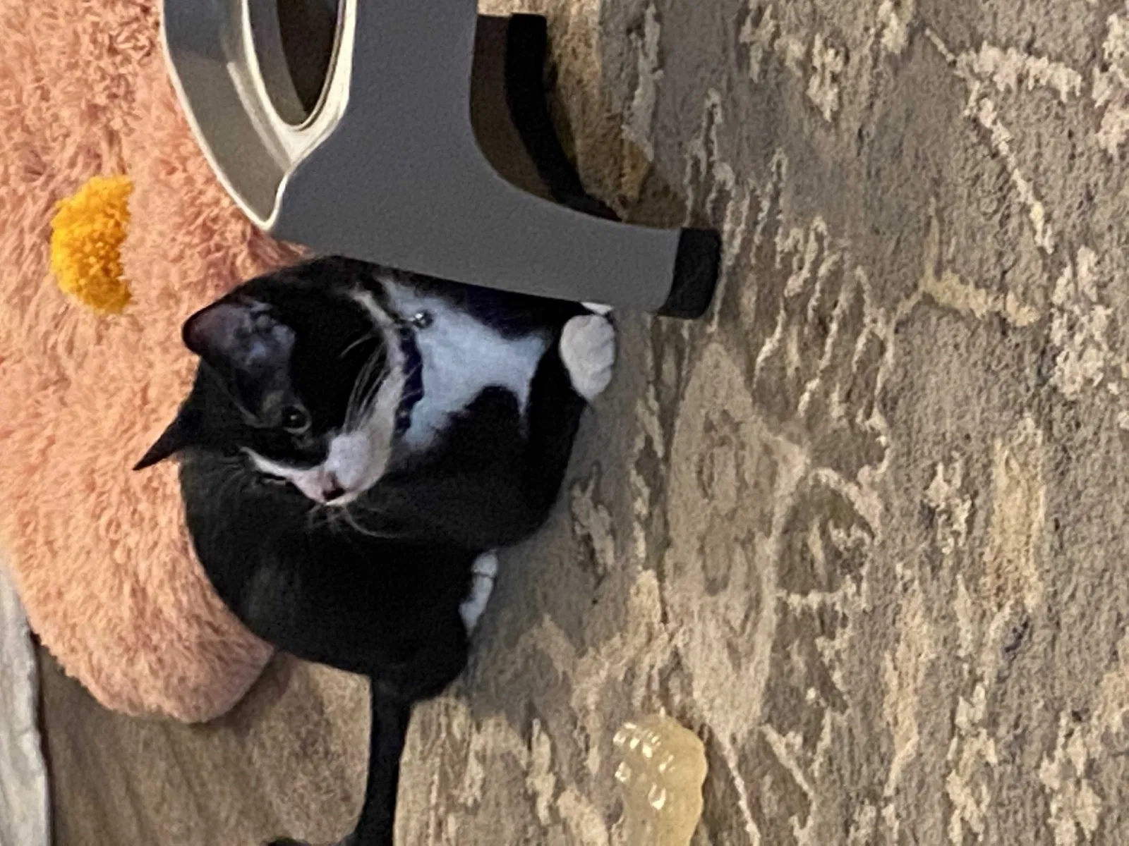 Lost cat in Dundalk, MD, 21222