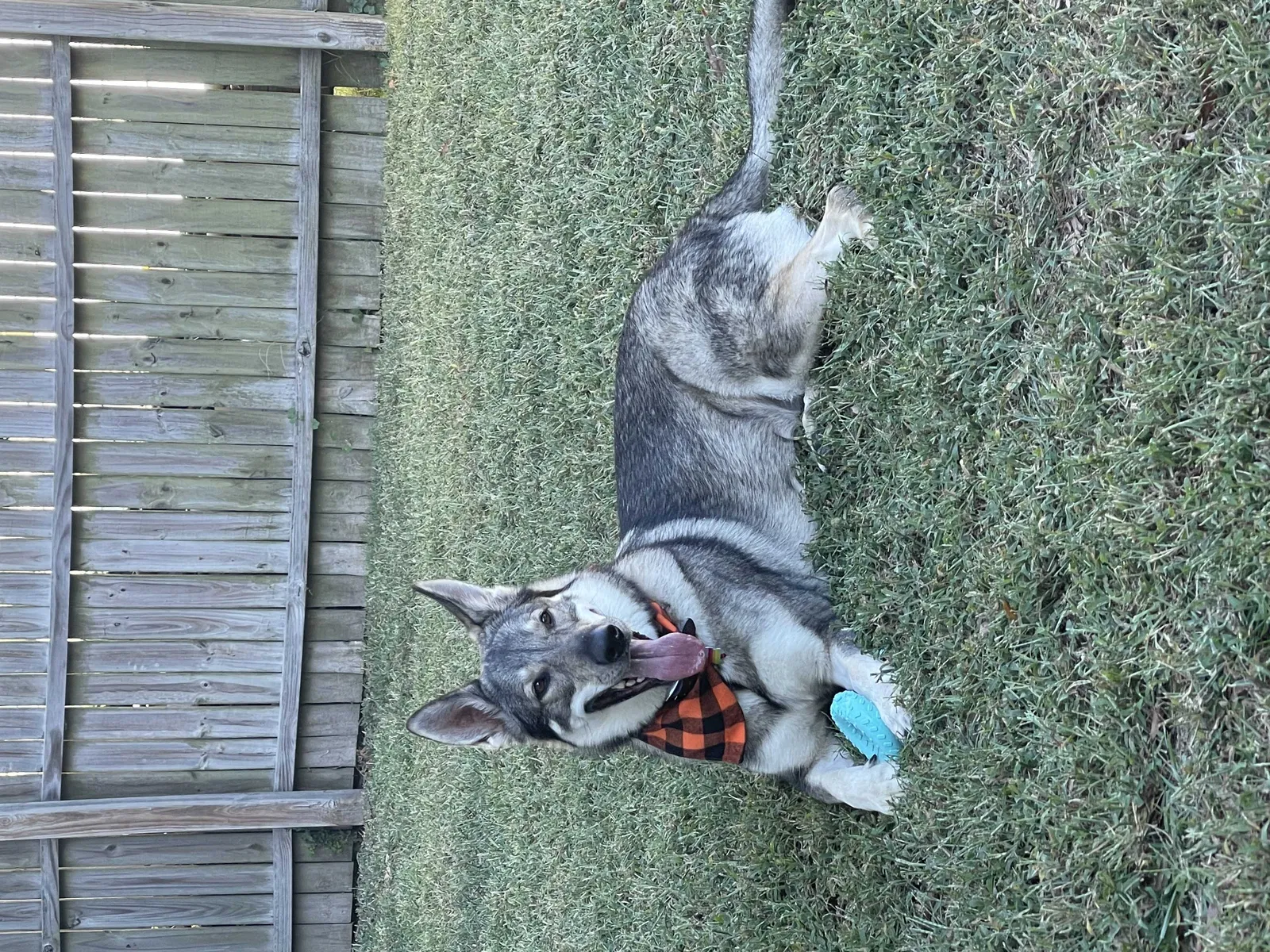 Lost dog in Norfolk, VA, 23503