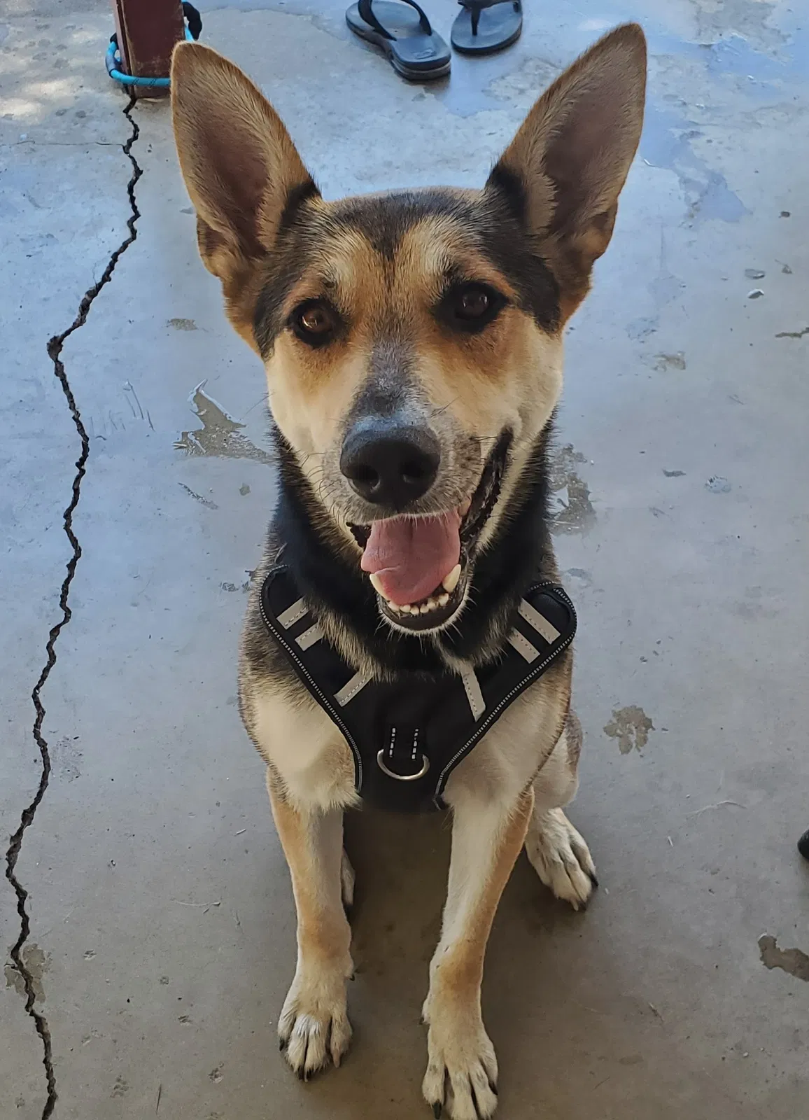 Lost dog in Turlock, CA, 95380