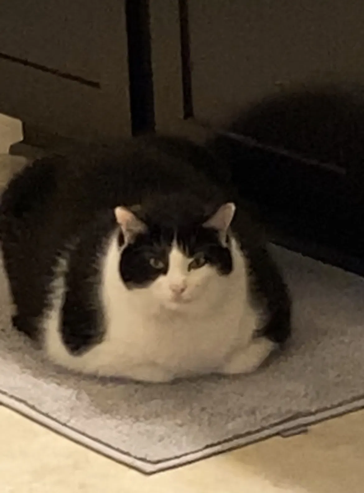 Lost cat in Charleston, SC, 29414
