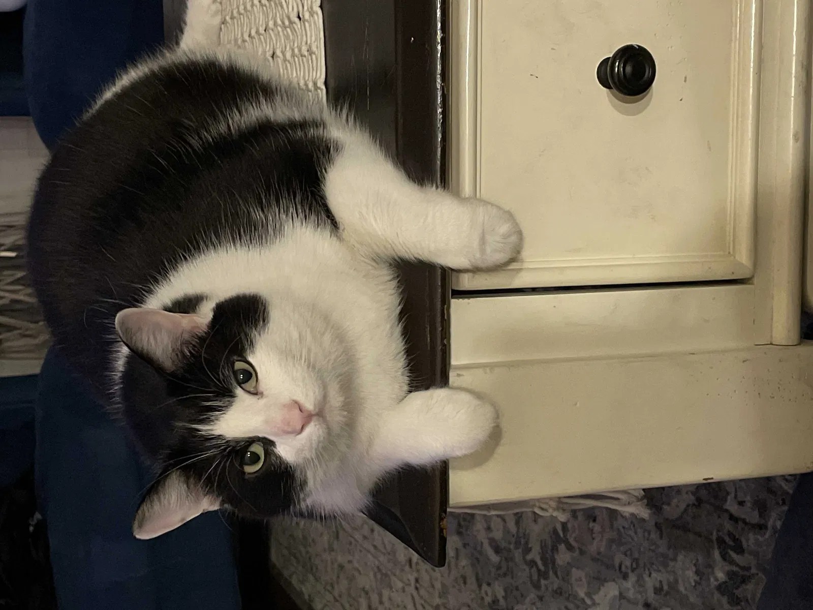 Lost cat in Charleston, SC, 29414