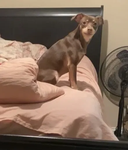 Lost dog in Houston, TX, 77072