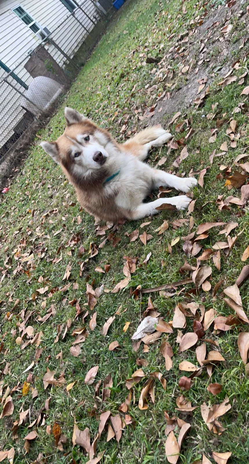 Lost dog in New Iberia, LA, 70560