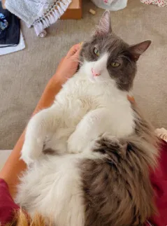 Lost cat in Laguna Niguel, CA, 92677