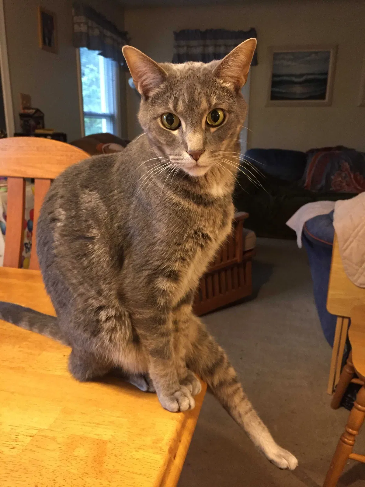 Lost cat in Cleveland, OH, 44109
