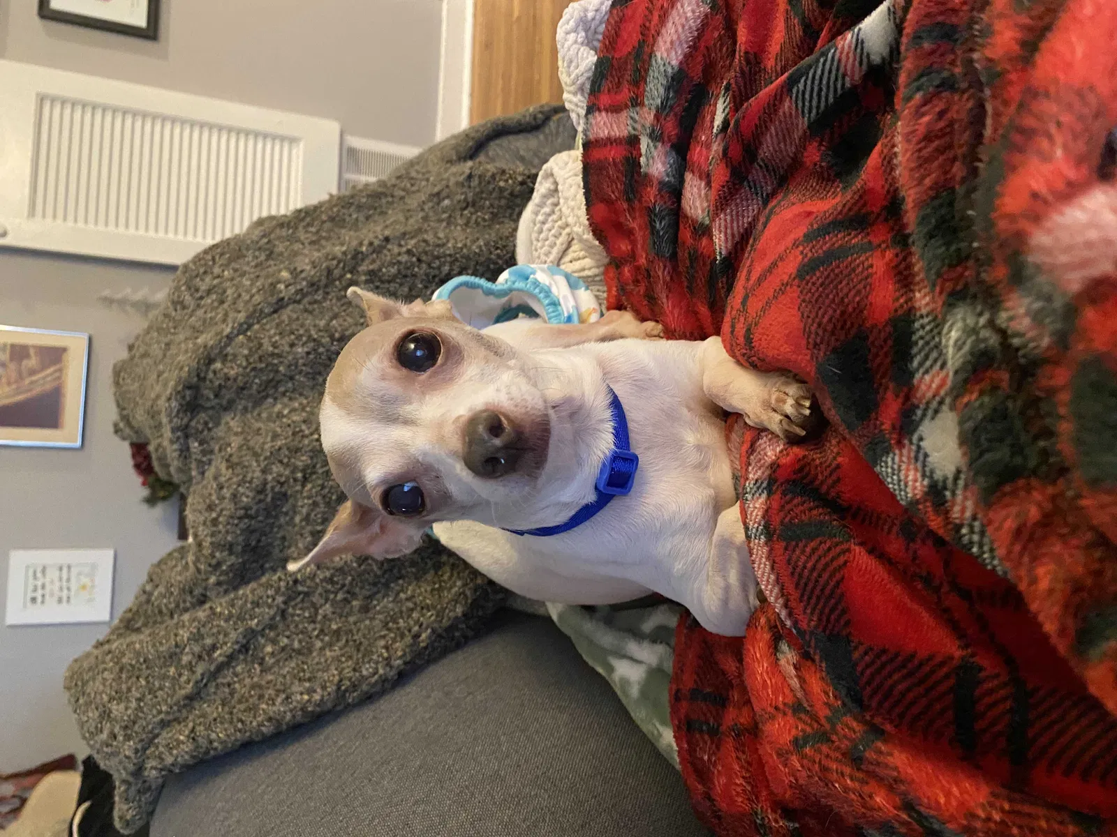 Lost dog in Atlanta, GA, 30308