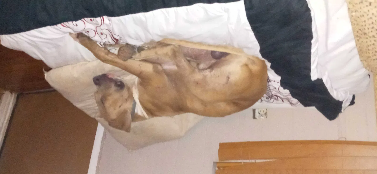 Lost dog in Livingston, TX, 77351