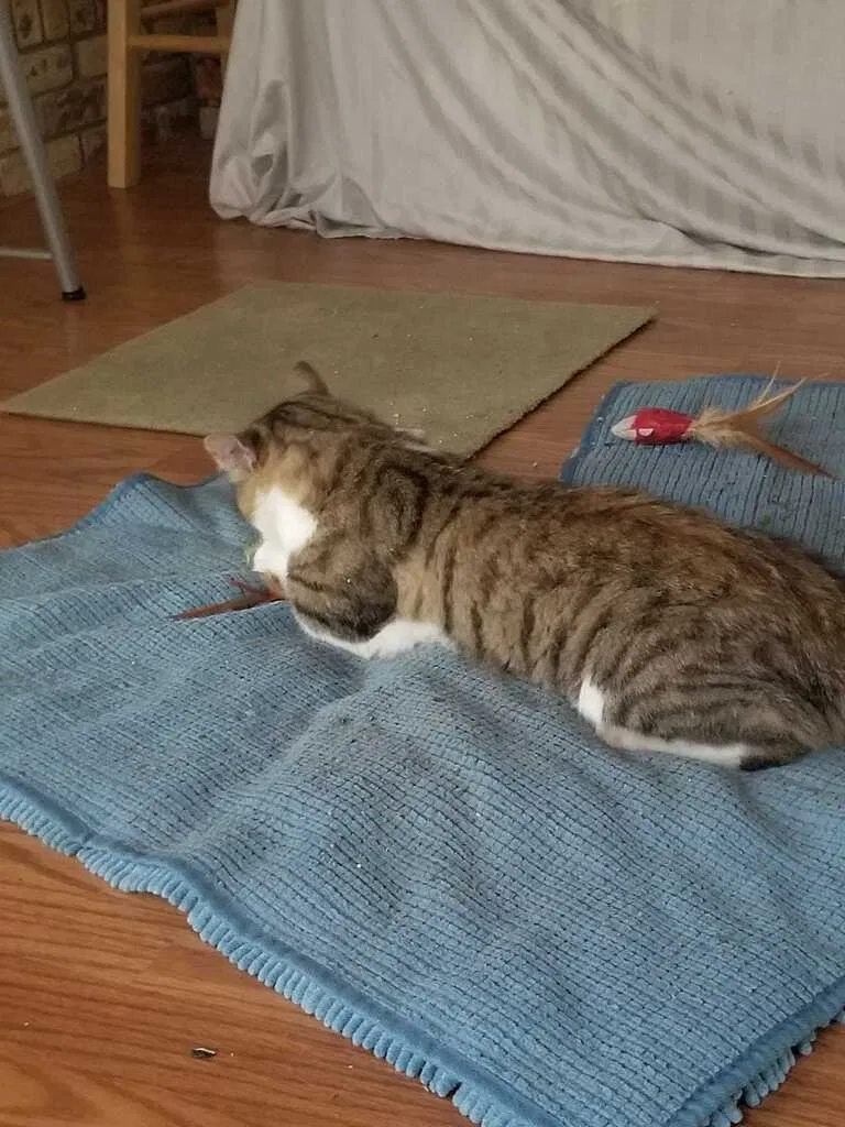 Lost cat in Austin, TX, 78750