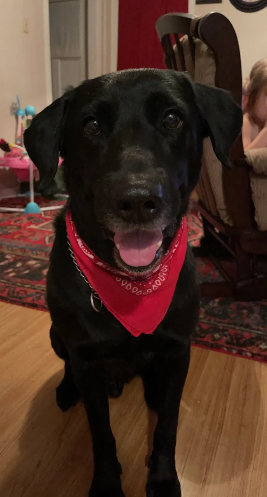 Lost dog in Abilene, TX, 79605