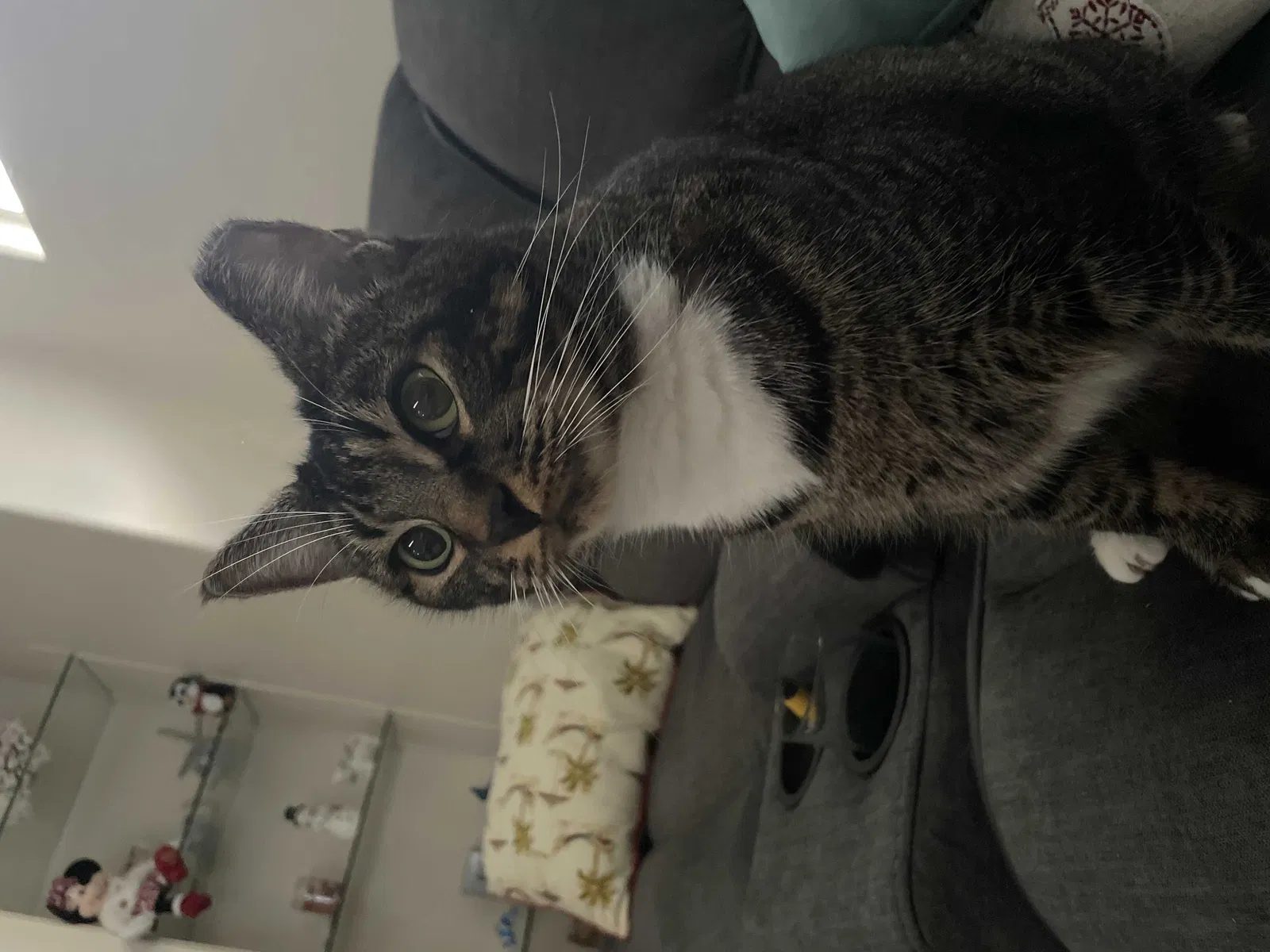 Lost cat in North Fort Myers, FL, 33903