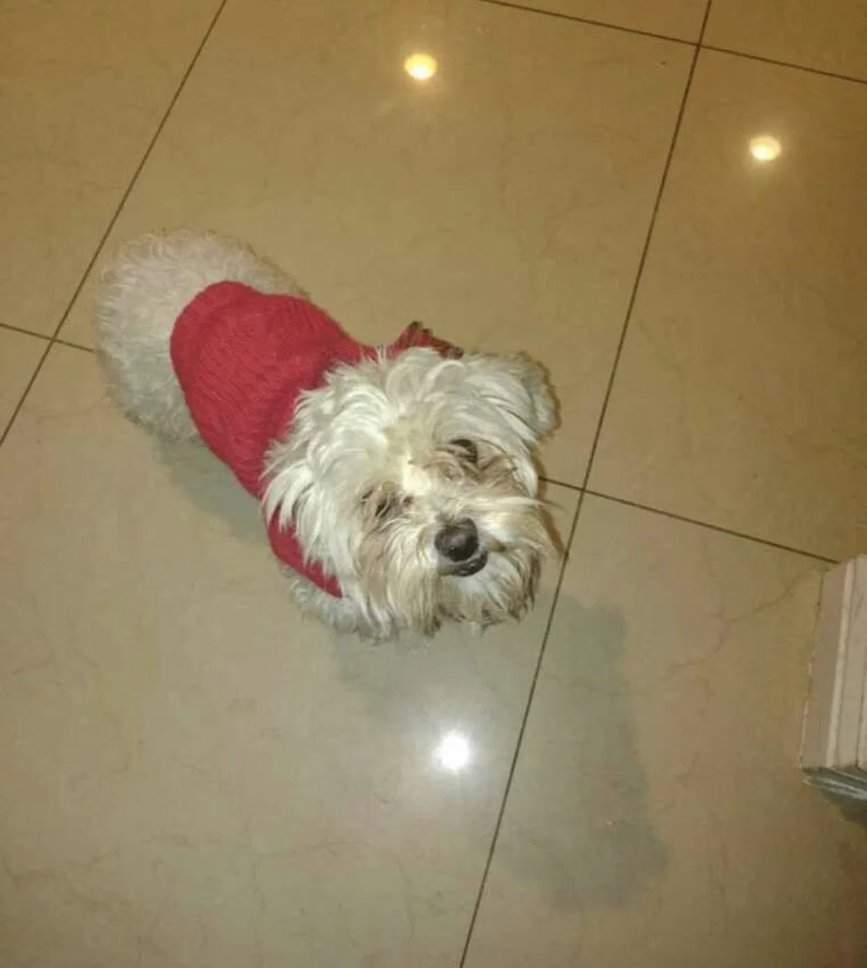 Lost dog in Denver, CO, 80223