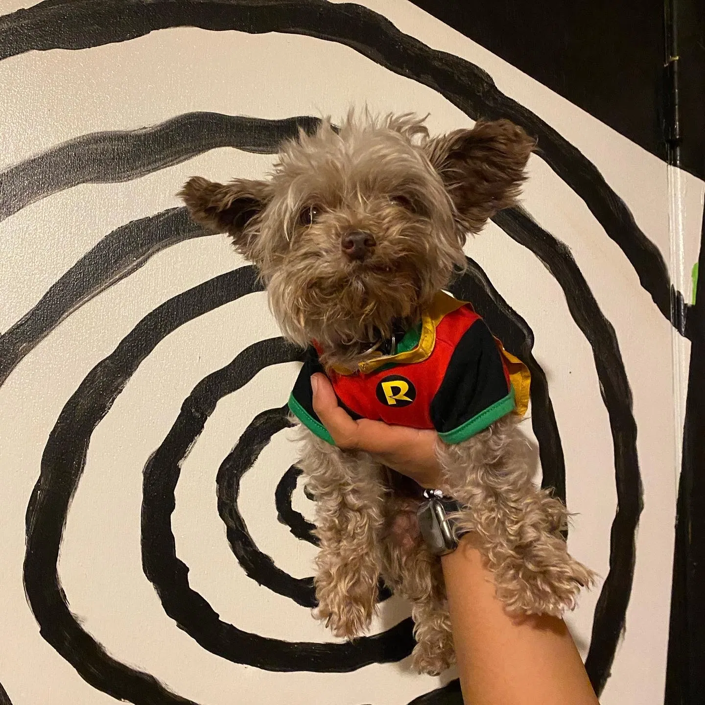 Lost dog in Riverside, CA, 92503