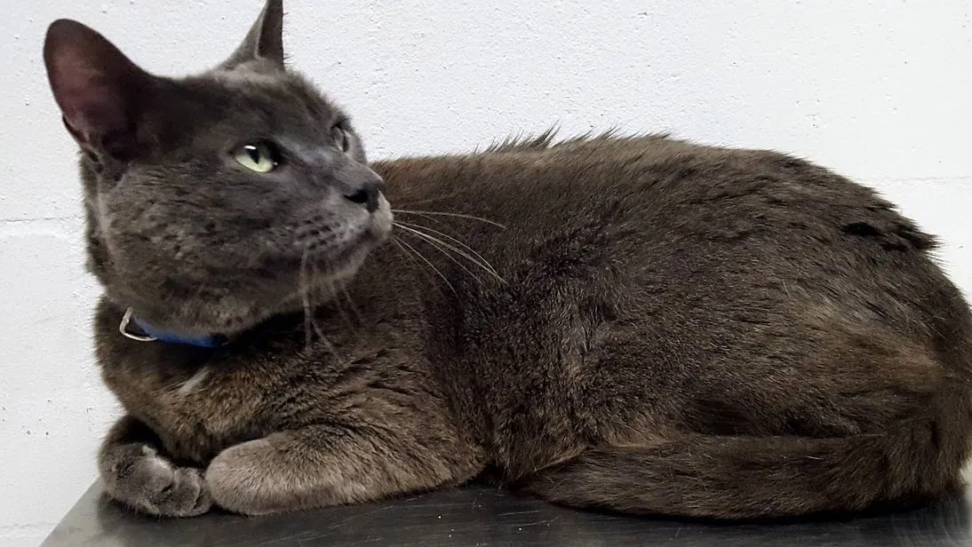Lost cat in Titusville, FL, 32780