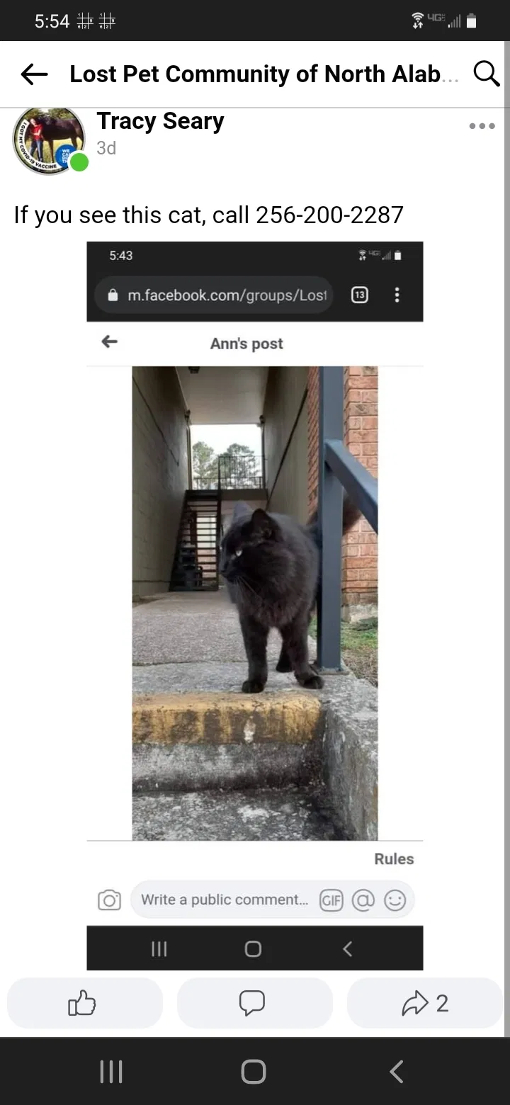 Lost cat in Huntsville, AL, 35815