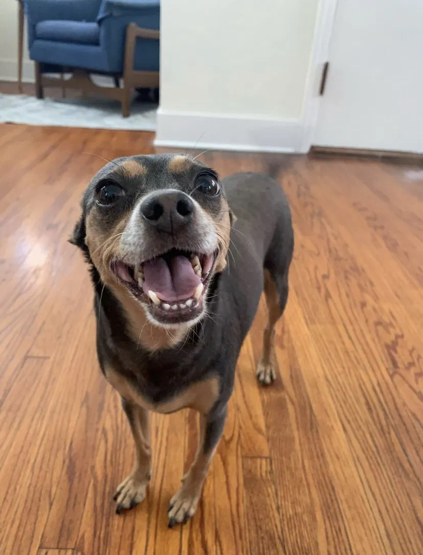 Lost dog in Long Beach, CA, 90807
