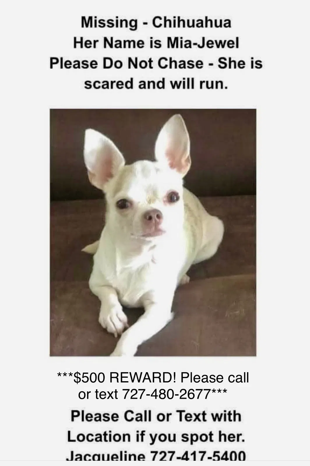 Lost dog in Safety Harbor, FL, 34695