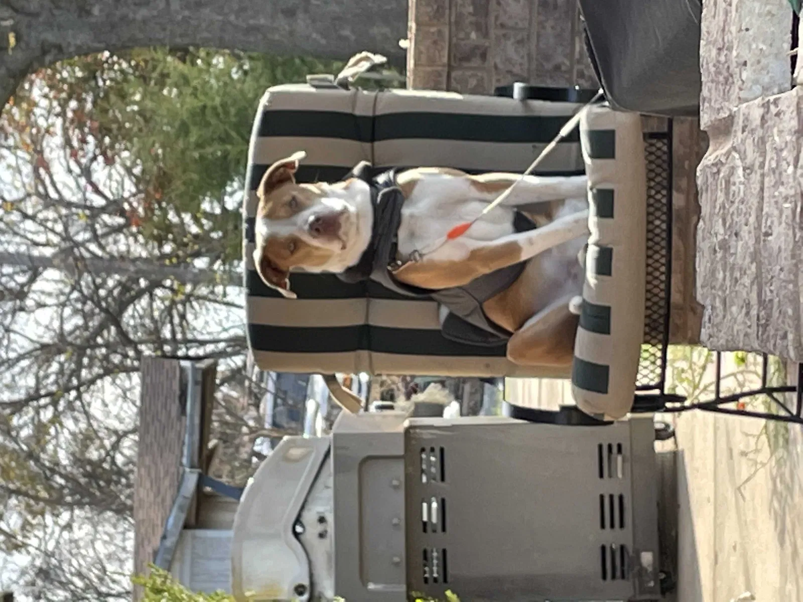 Lost dog in Oklahoma City, OK, 73160