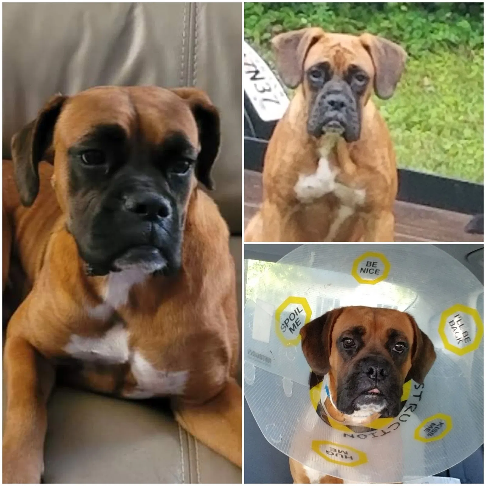 Lost dog in Commerce, GA, 30530