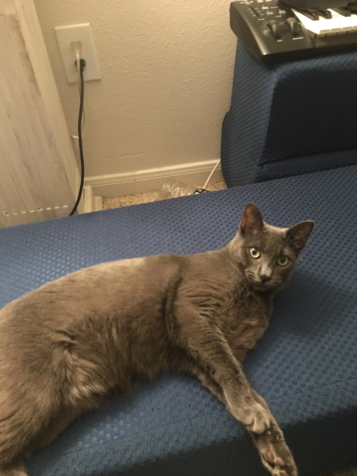 Lost cat in Marietta, GA, 30062