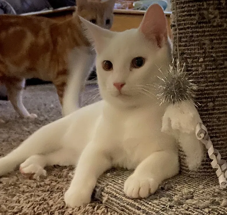 Lost cat in Burleson, TX, 76028