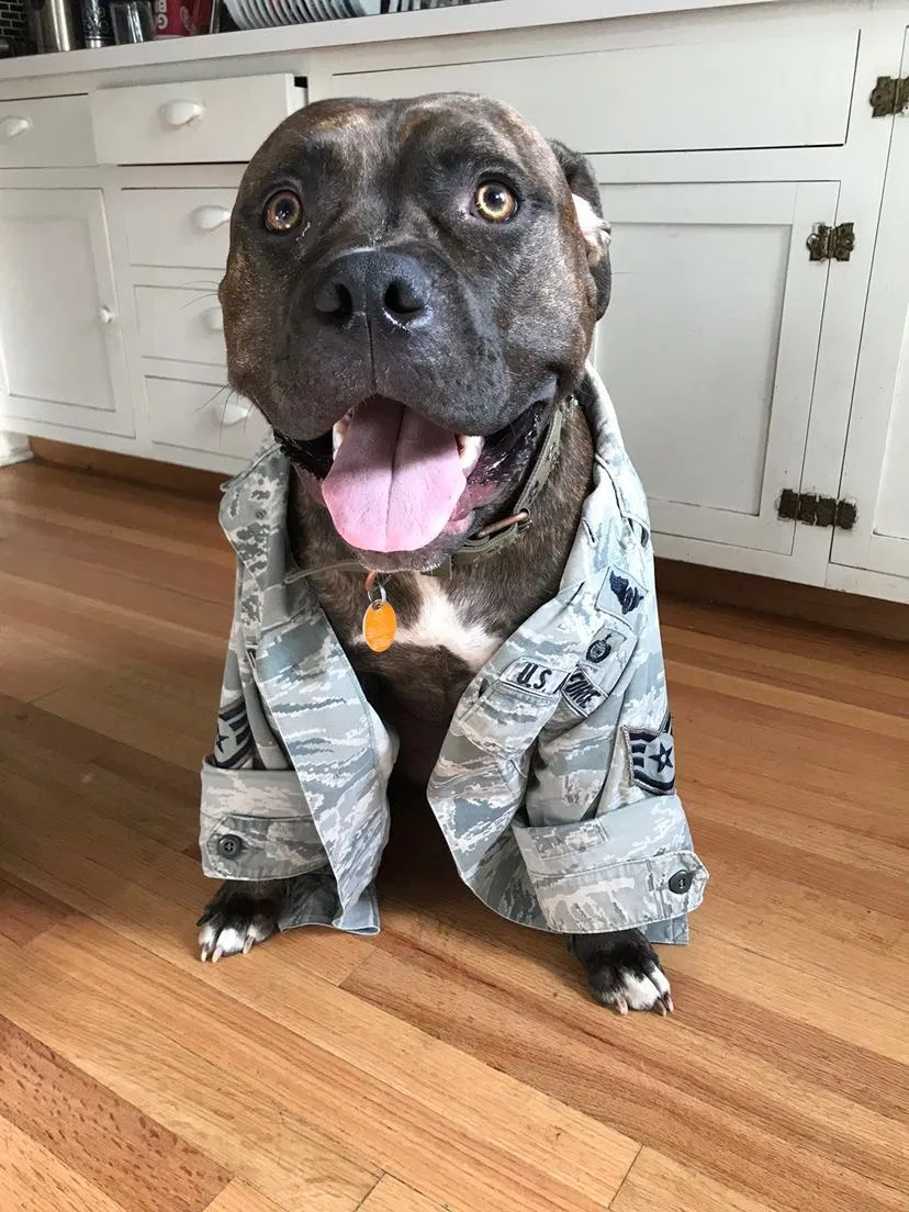 Lost dog in Hope Mills, NC, 28348