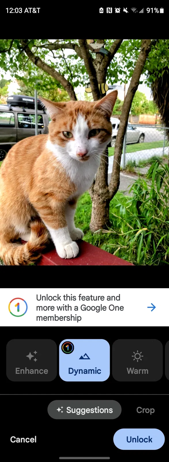 Lost cat in Bremerton, WA, 98337