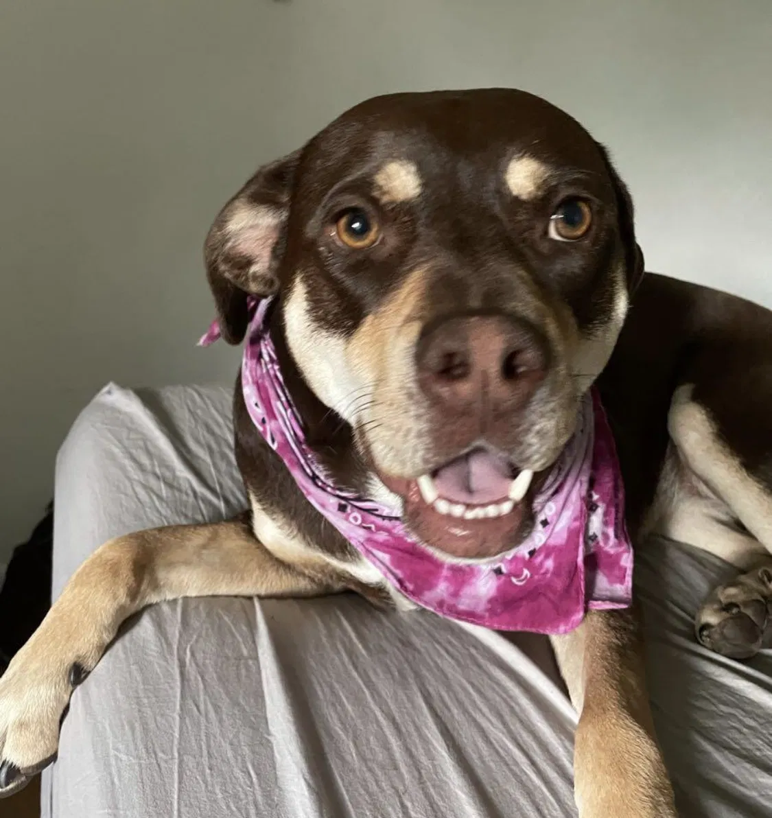Lost dog in Denver, CO, 80218