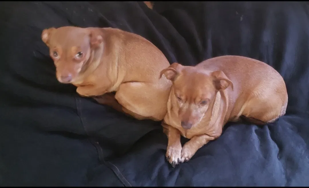 Lost dog in Killeen, TX, 76542