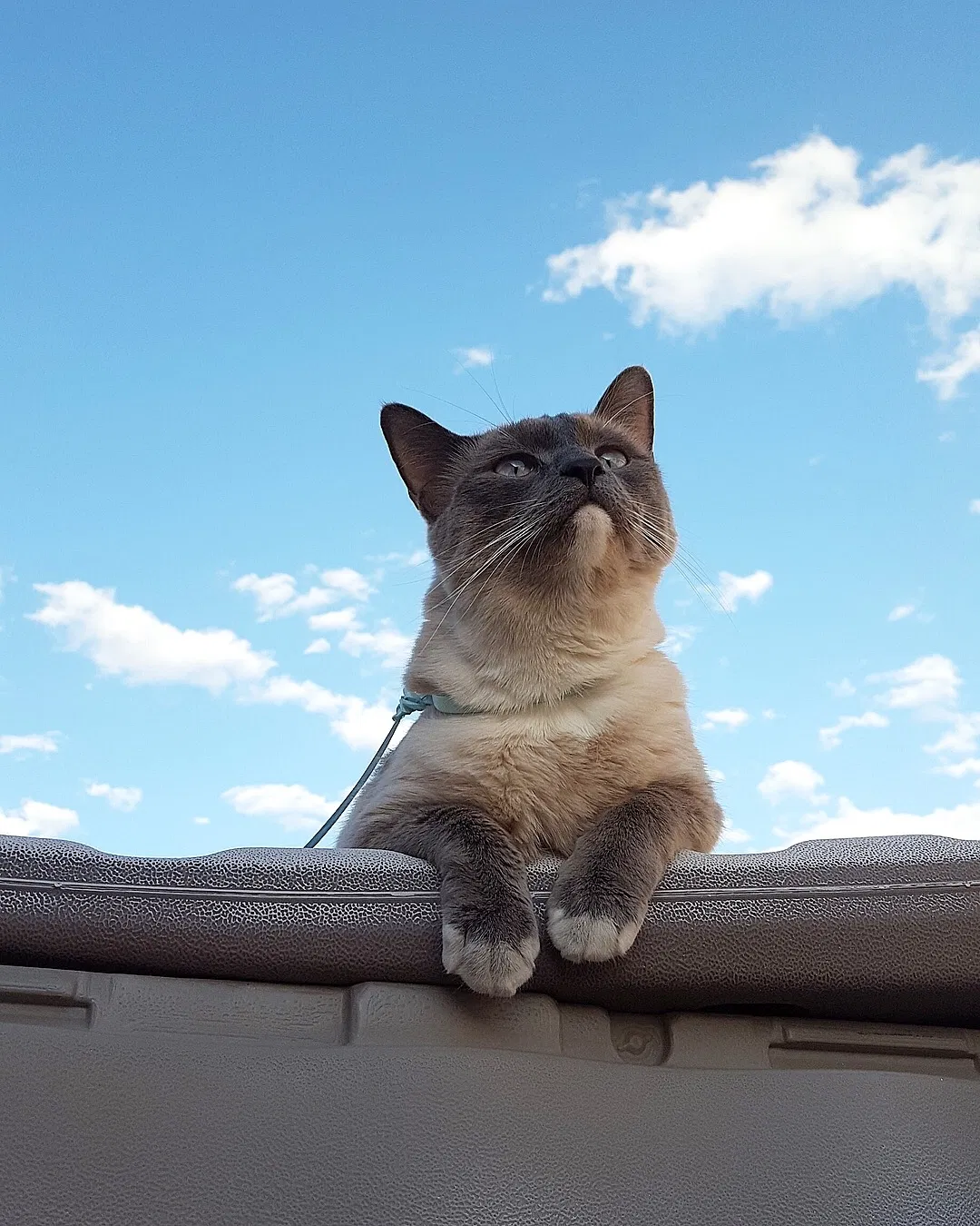 Lost cat in Henderson, NV, 89074