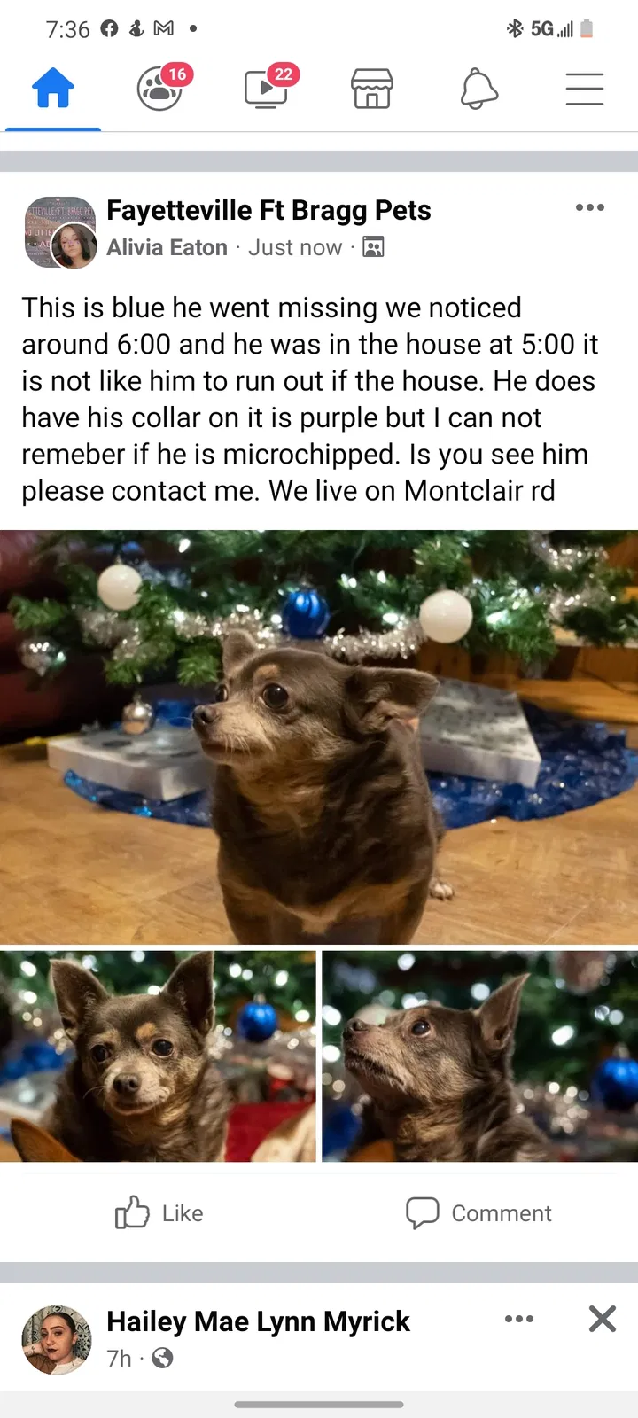 Lost dog in Fayetteville, NC, 28314