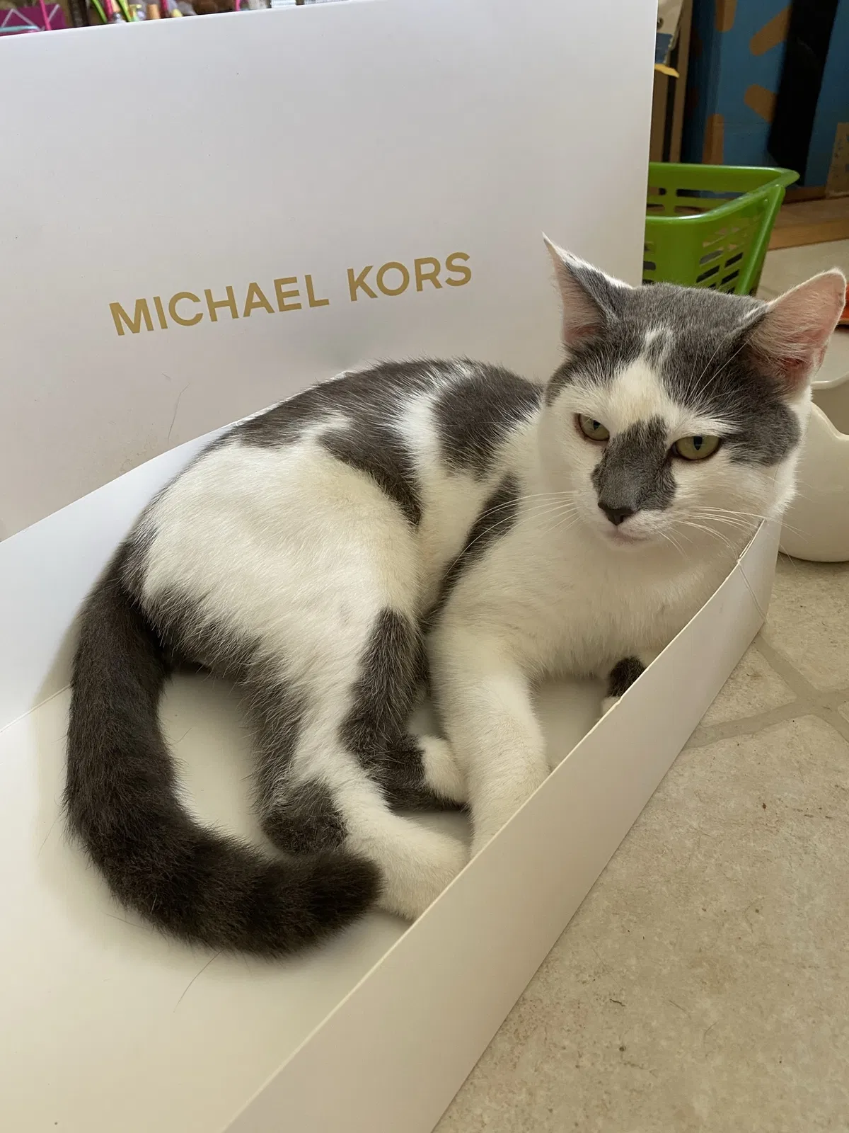 Lost cat in Culleoka, TN, 38451