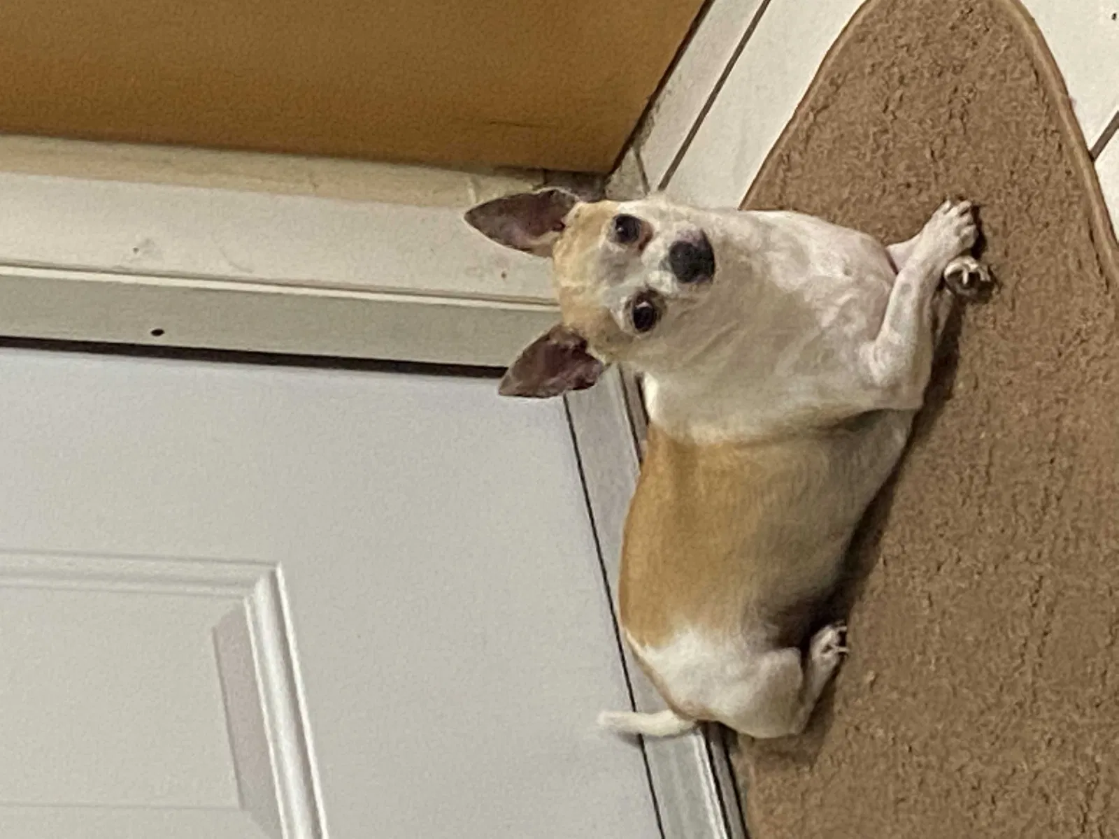 Lost dog in Miami, FL, 33167