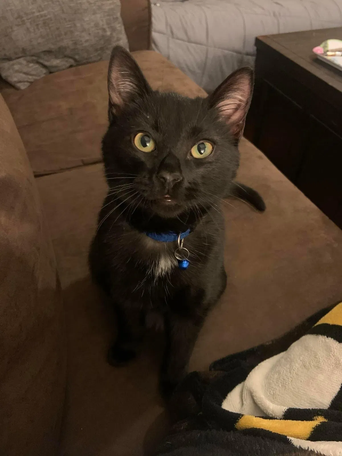 Lost cat in Jensen Beach, FL, 34957