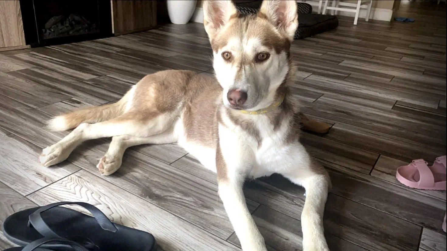 Lost dog in Bakersfield, CA, 93307