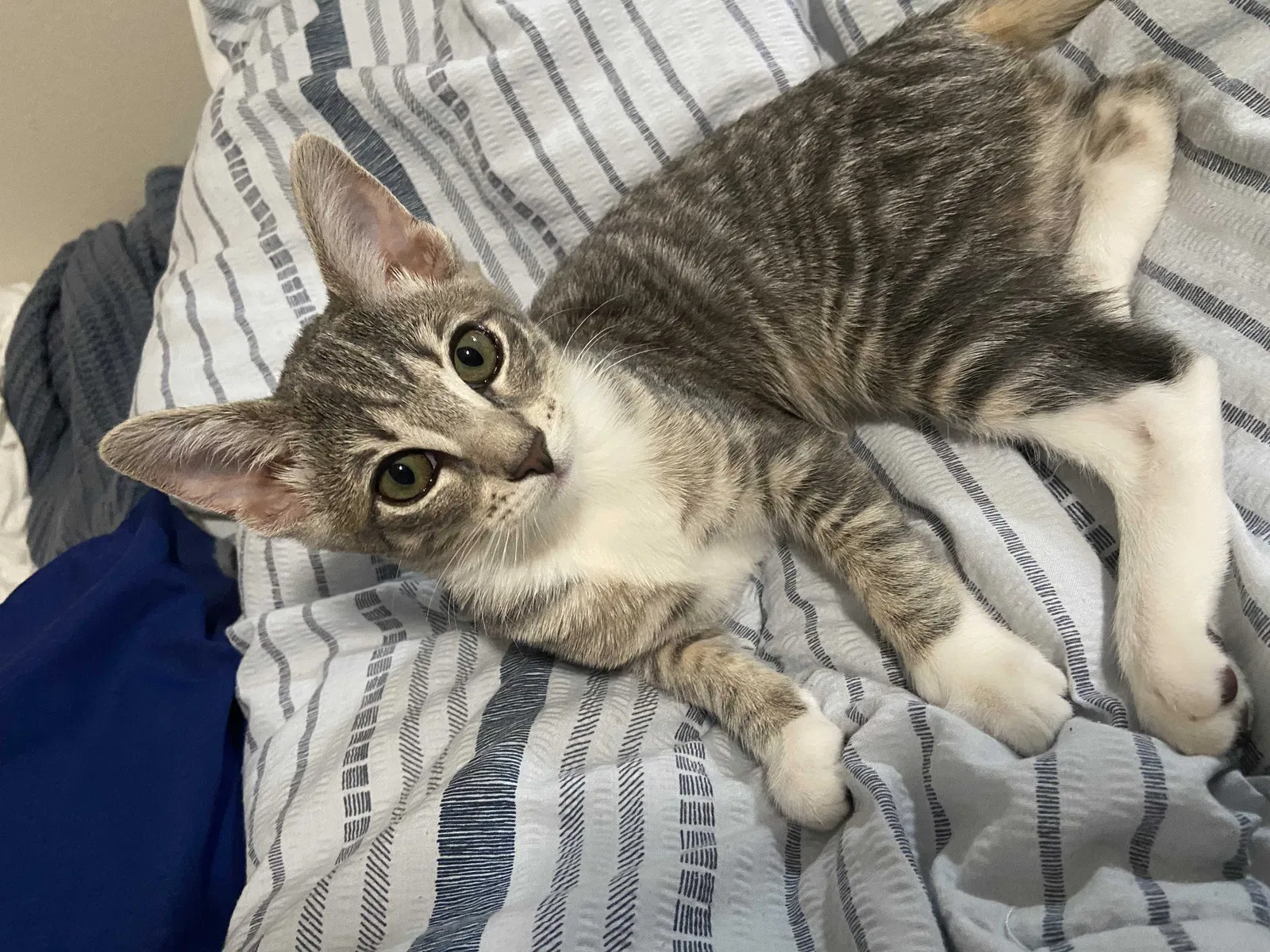 Lost cat in Huntington Beach, CA, 92648