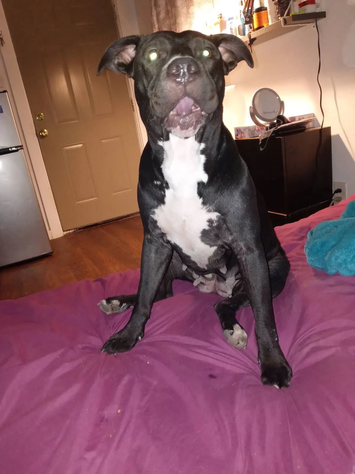 Lost dog in Houston, TX, 77026
