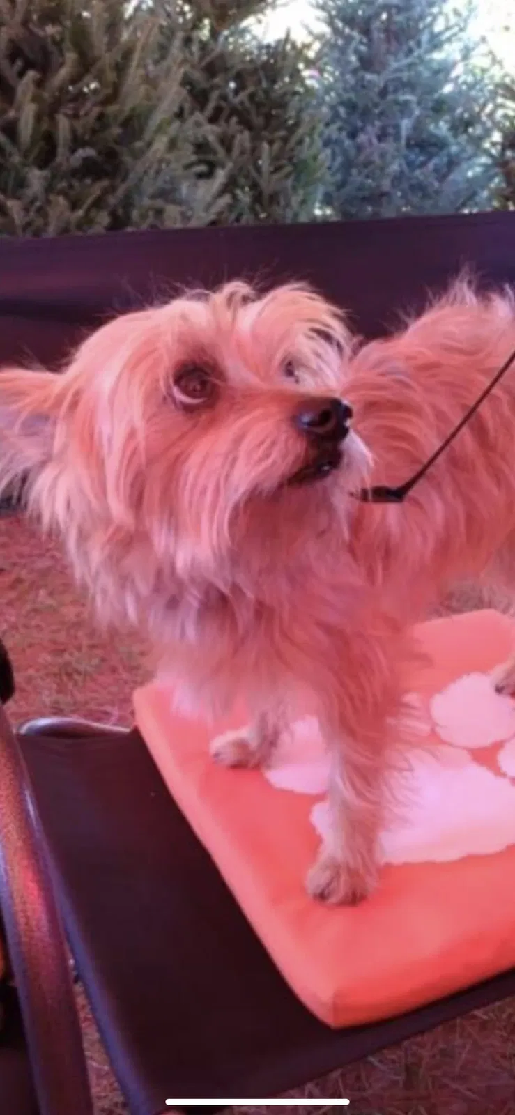 Lost dog in Jesup, GA, 31545