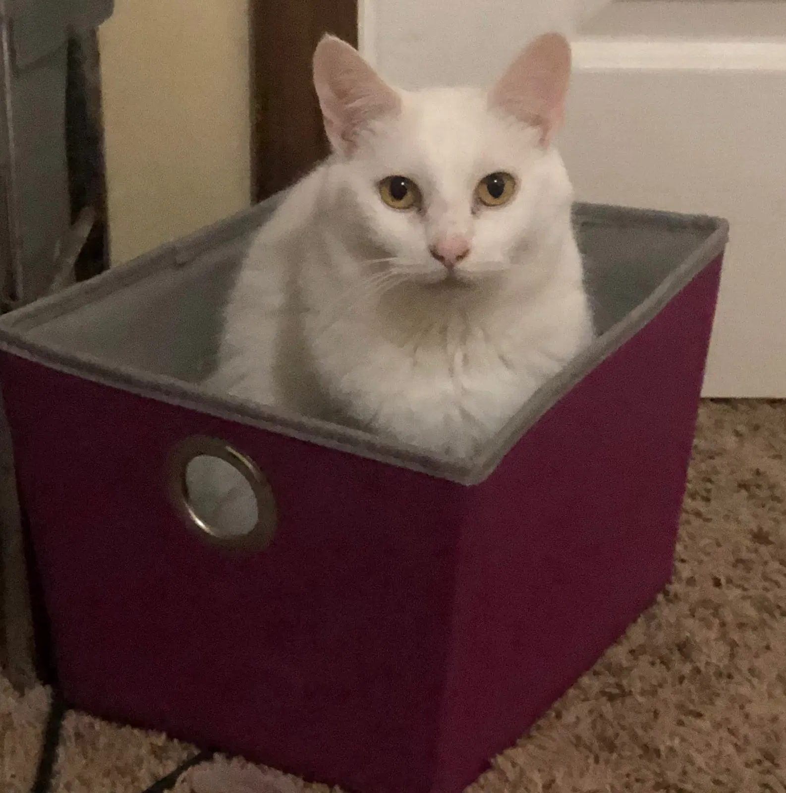 Lost cat in Camden, SC, 29020