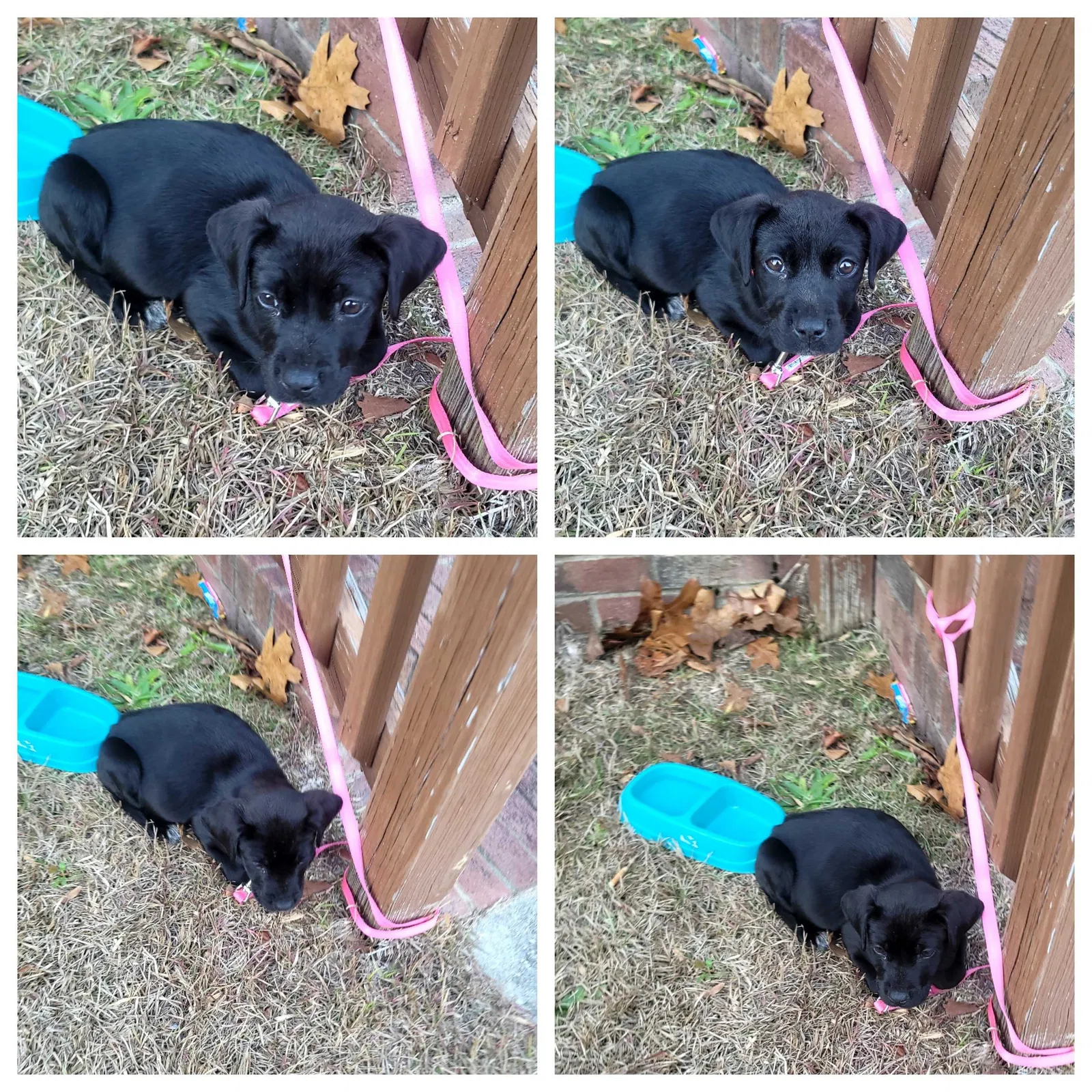 Lost dog in Teachey, NC, 28464