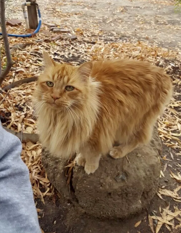 Lost cat in Winchester, CA, 92596