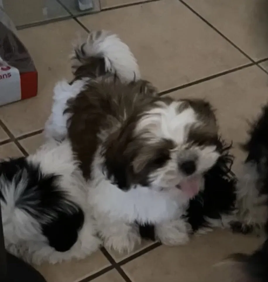 Lost dog in Riverside, CA, 92503