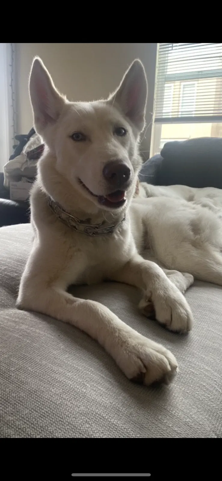 Lost dog in Anaheim, CA, 92805
